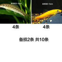 观赏鱼清洁鱼金苔鼠鱼缸除藻吃垃圾青苔鼠老鼠鱼清道夫工具鱼活体(青苔鼠4+金苔鼠4备损2 默认版本)