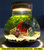 生态瓶微景观水族箱造景斗鱼缸创意缸办公桌面书桌客厅观赏玻璃缸(中号半月斗鱼款+遥控13色灯)