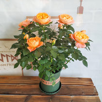 四季小玫瑰花盆栽花卉植物带花苞室内迷你多彩黄果汁阳台月季花苗