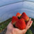 【顺丰空运】安徽长丰红颜草莓2斤装香甜多汁  单果15g起(2斤装)第3张高清大图