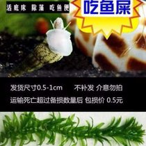 马来螺苹果螺观赏螺活体除藻螺鱼缸清洁吃鱼屎工具水族淡水螺套餐(马来螺 5 送 3 备损+1根蜈蚣草 默认版本)