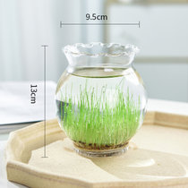 9.8元2个生态小鱼缸微景观四季水培植物草种子玻璃插花瓶创意摆件(中等)