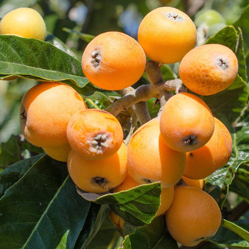 新鲜水果四川攀枝花米易枇杷生鲜枇杷产地直发包邮1斤返回商品页