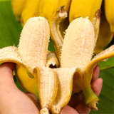 17岁的甜广西小米蕉青色发货净重约5斤装在家催熟 当季新鲜水果