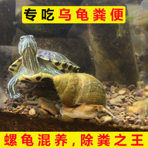 食藻大田螺活体除藻河蚌冷水清洁鱼缸黑金刚斑马苹果鲍鱼工具青苔(6-8厘米螺【6个】除丝藻 默认版本)