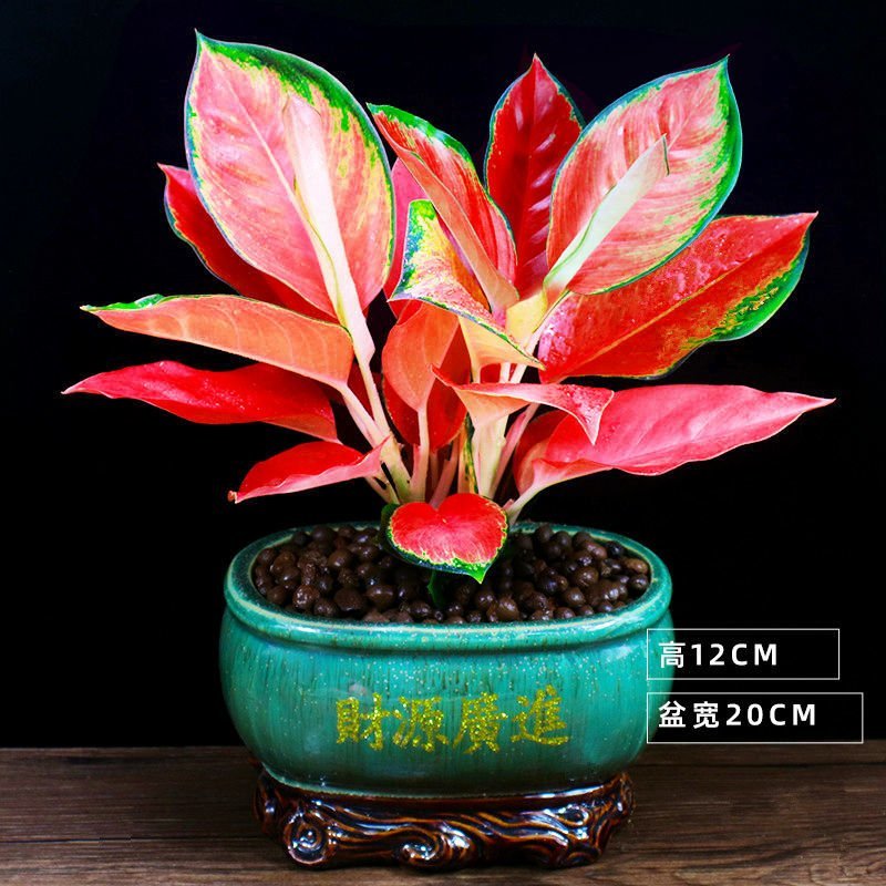 中国红盆栽吉利红如意皇后办公室内花卉客厅好养水培植物桌面绿植两株