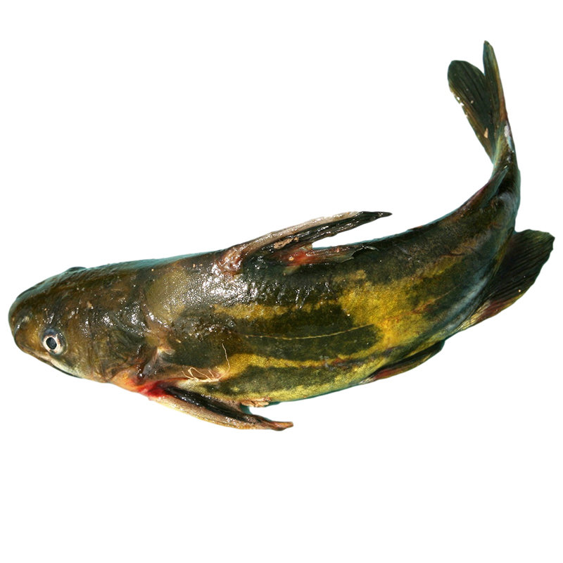 新鲜嘎鱼 黄辣丁黄腊丁鲜捕捞 金海湖水库鱼 宰杀后净膛真空发货 禾人