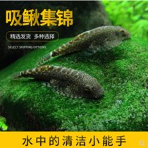 金苔鼠鱼活体淡水热带观赏鱼清道夫青苔鼠鱼缸清洁工具鱼除藻底栖(紫红色 默认版本)
