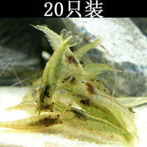水族宠物清洁虾活体黑壳虾成虾草缸观赏虾淡水除藻工具虾冷水包损(黑壳虾30只 默认版本)
