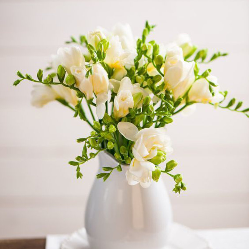 基地香雪兰小苍兰10枝鲜切花云南基地直发水养办公室插花顺丰颜色随机