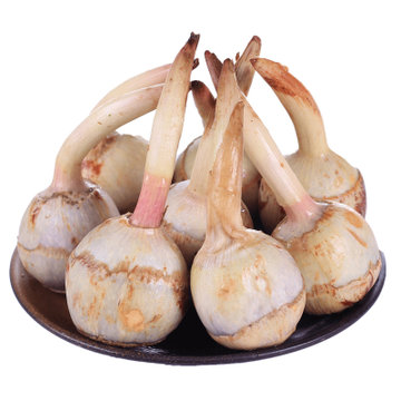 云南新鲜白慈姑茨菰茨菇白马蹄鲜慈姑5斤粉糯荸荠新鲜蔬菜包邮1500g