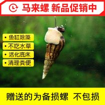 马来螺苹果螺观赏螺活体除藻螺鱼缸清洁吃鱼屎工具水族淡水螺套餐(马来螺 5 送 3 备损 默认版本)