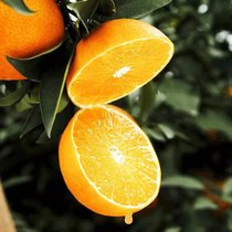 四川爱媛38号果冻橙5斤装橙子新鲜当季水果甜柑橘蜜橘子包邮