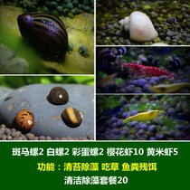 马来螺苹果螺观赏螺活体除藻螺鱼缸清洁吃鱼屎工具水族淡水螺套餐(荧光黄 默认版本)