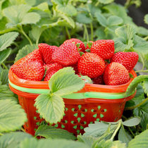 现货牛奶草莓4斤包邮新鲜孕妇水果红颜草莓5非丹东草莓99双流