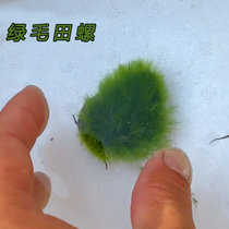 除藻工具黄金螺清洁鱼缸龟粪便淡水好养冷水原生观赏田螺活体河蚬(绿毛田螺3-4厘米5个 默认版本)