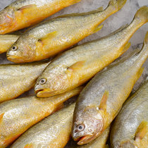 青岛小黄花鱼新鲜海捕鲜活 5斤带箱 小黄鱼冷冻生鲜海鲜水产深海鱼商用
