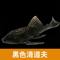 清道夫鱼热带鱼小型活体工具垃圾鱼除藻清洁鼠鱼观赏金鱼异形好养(黑清道夫1条15~17cm 默认版本)