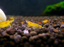 观赏虾黑壳虾套餐水族箱除藻虾清洁虾饲料工具虾草缸鱼缸造景活体(香吉士1cm20只送5只抵损耗 默认版本)