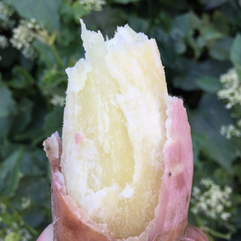 杞农优食哈密地瓜糖心白薯约25kg大果12根左右个头饱满粉糯香甜肉质