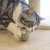 迪普尔薄荷球猫咪玩具塑料羊毛球形 轻盈便携