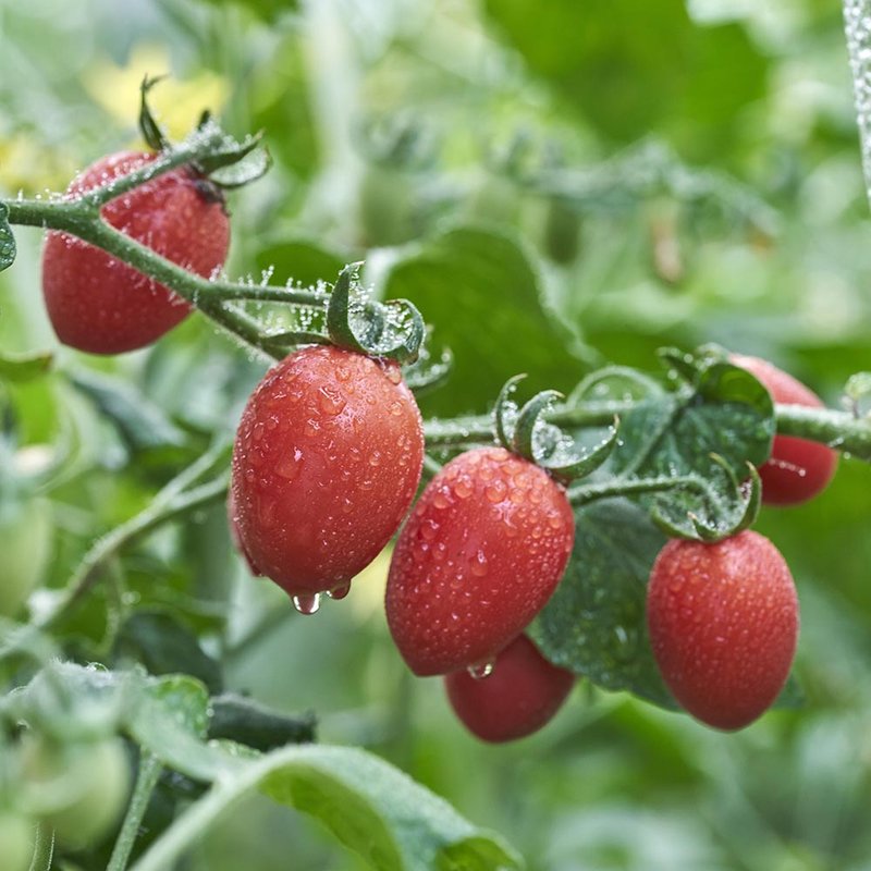 妙持鲜圣女果小番茄25kg红润饱满一咬爆汁营养丰富