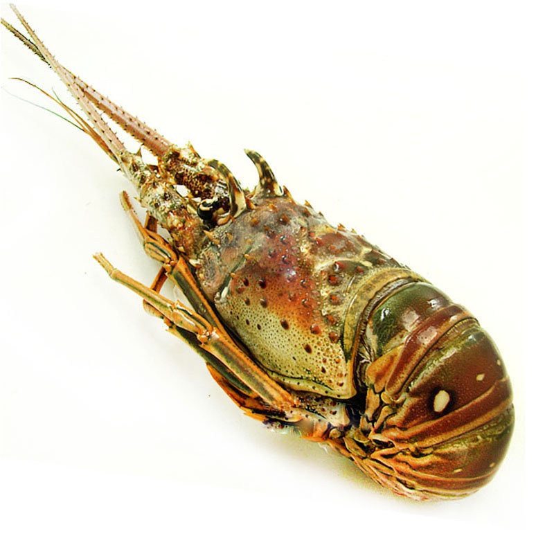 【古巴龙虾速冻食品图片】岛礼 古巴龙虾 2斤3两左右/斤 龙虾 红虾 虾