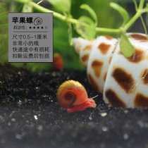 马来螺苹果螺观赏螺活体除藻螺鱼缸清洁吃鱼屎工具水族淡水螺套餐(苹果螺15送15备损 默认版本)