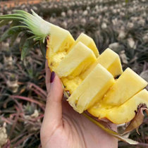 【现摘现发】海南金钻凤梨16甜蜜蜜手撕香水菠萝当季新鲜热带水果都乐凤梨(5斤中果3个装)