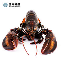 WECOOK大龙虾波士顿龙虾鲜活加拿大龙虾450-550g/只*1 海鲜水产