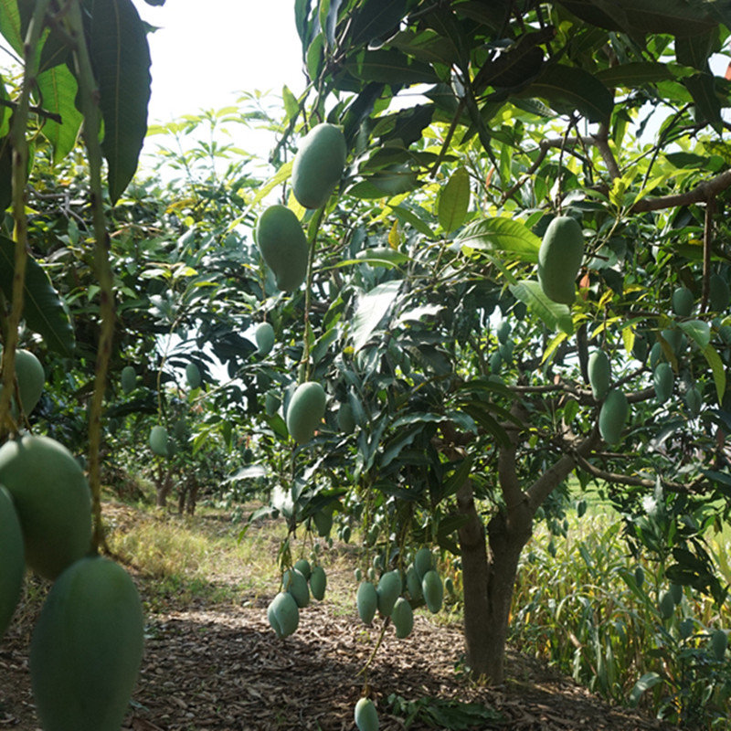 更多水果广西百色田东桂七芒果香甜多汁多肉饱满单个果150g250g之间5