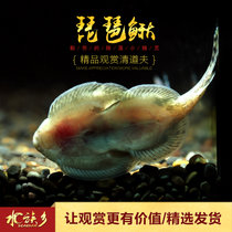 鱼缸清洁工具鱼 琵琶鳅 吸鳅提琴鱼观赏鱼活体冷水原生鱼工具鱼(大号1条（5~6cm） 默认版本)