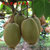 【大自然赠予】雅安高山农家新西兰鸭嘴黄金奇异果30枚 老人孩子新鲜水果猕猴桃  产地包邮