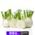 【顺丰】新鲜茴香头 球茎茴香根茴香菜头沙拉菜 可炒牛肉食用西餐香料 500g