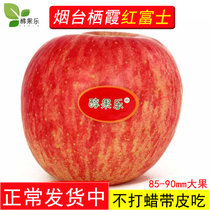 新鲜水果超大果山东烟台栖霞红富士苹果脆甜大果净重5斤85mm以上(5斤装 5斤)