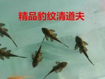 鱼池清道夫垃圾鱼鱼缸冷水清理清洁工具黄色除藻工具鱼女王吃屎(豹纹6-8cm2条 默认版本)