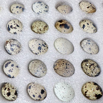 新鲜生鹌鹑蛋当日产蛋包装孕妇宝宝辅食等70枚/箱