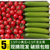 圣女果小黄瓜青瓜樱桃小番茄新鲜西红柿子千禧水果生吃自然熟5斤(1500g)第4张高清大图
