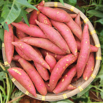 刘陶鲜果 农家自种红薯3斤（3-10条） 新鲜水果（东三省西六省不发）