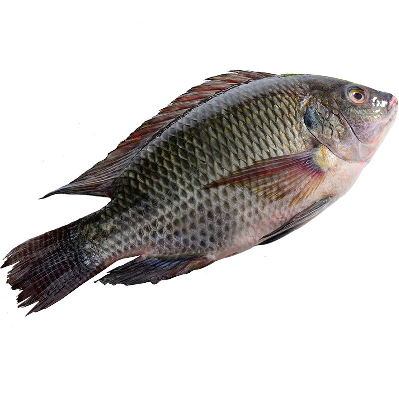 国联三去罗非鱼700g2条去鳞去鳃去内脏bap认证四星认证国产鱼类生鲜