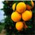 赣南脐橙5斤13-17个中果橙子新鲜当季水果手剥甜橙果冻冰糖橙批发包邮65-75mm(赣南脐橙5斤13-17个)第2张高清大图
