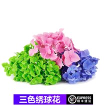 【顺丰】新鲜绣球花可食用花红蓝绿花朵酒店西餐装饰点缀 三色绣球花瓣 1盒