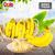 【Dole都乐】菲律宾高地蕉2把装 品质进口新鲜香蕉 单把700g以上超甜蕉（只发津冀北）