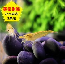 黑壳虾草缸除藻活体工具虾观赏虾宠物虾饲料虾活体水族箱清洁虾(粉红色 默认版本)