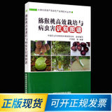猕猴桃高效栽培与病虫害识别图谱 9787511620477 齐秀娟 等 著 中国农业科学技术出版社(1)