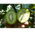 四川绿色绿心奇异果 特大果平均单果125克以上 净重5斤  补充维生素猕猴桃(绿心约24个5斤)