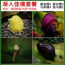 马来螺苹果螺观赏螺活体除藻螺鱼缸清洁吃鱼屎工具水族淡水螺套餐(深空灰色 默认版本)