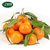 【食百味】四川蜜桔桔子 蜜橘橘子 新鲜水果 净重约5斤 免费配送