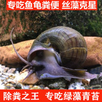 食藻大田螺活体除藻河蚌冷水清洁鱼缸黑金刚斑马苹果鲍鱼工具青苔(6-8厘米螺【3公，3母】 默认版本)