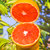 【秭归脐橙中华红-血橙】秭归脐橙 中华红血橙红橙 当季水果 红肉橙子 富含番茄红素 新鲜现摘(9斤大果 超高性价比)